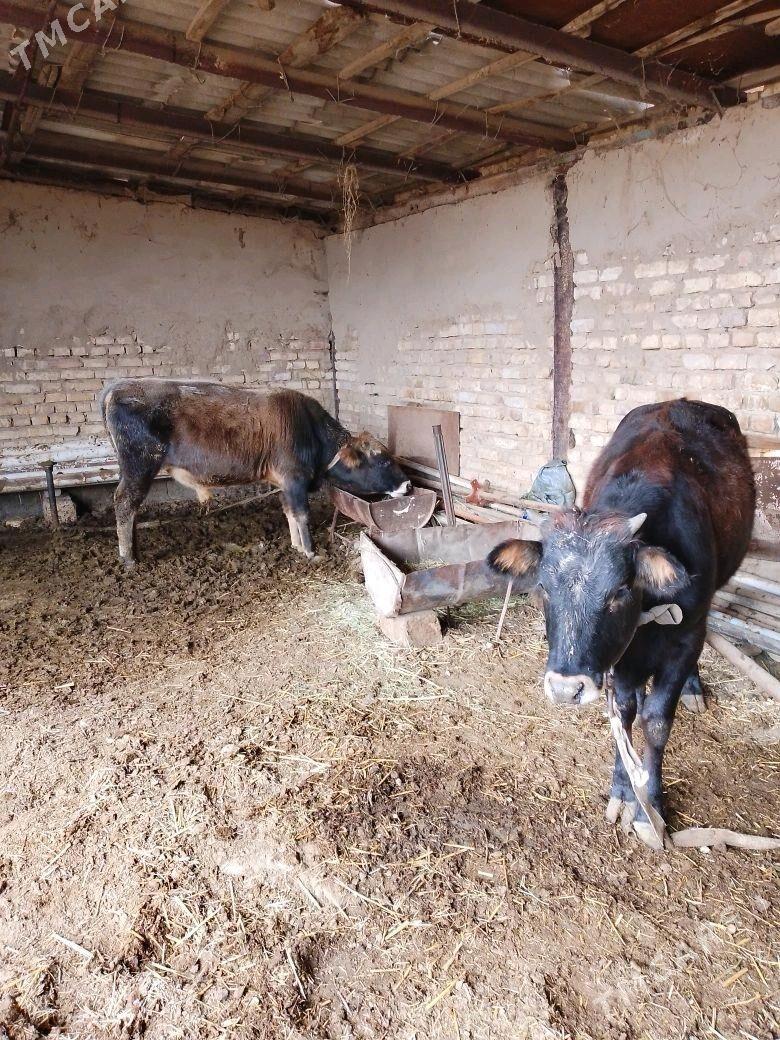 ökiz gulajyn - Мары - img 2