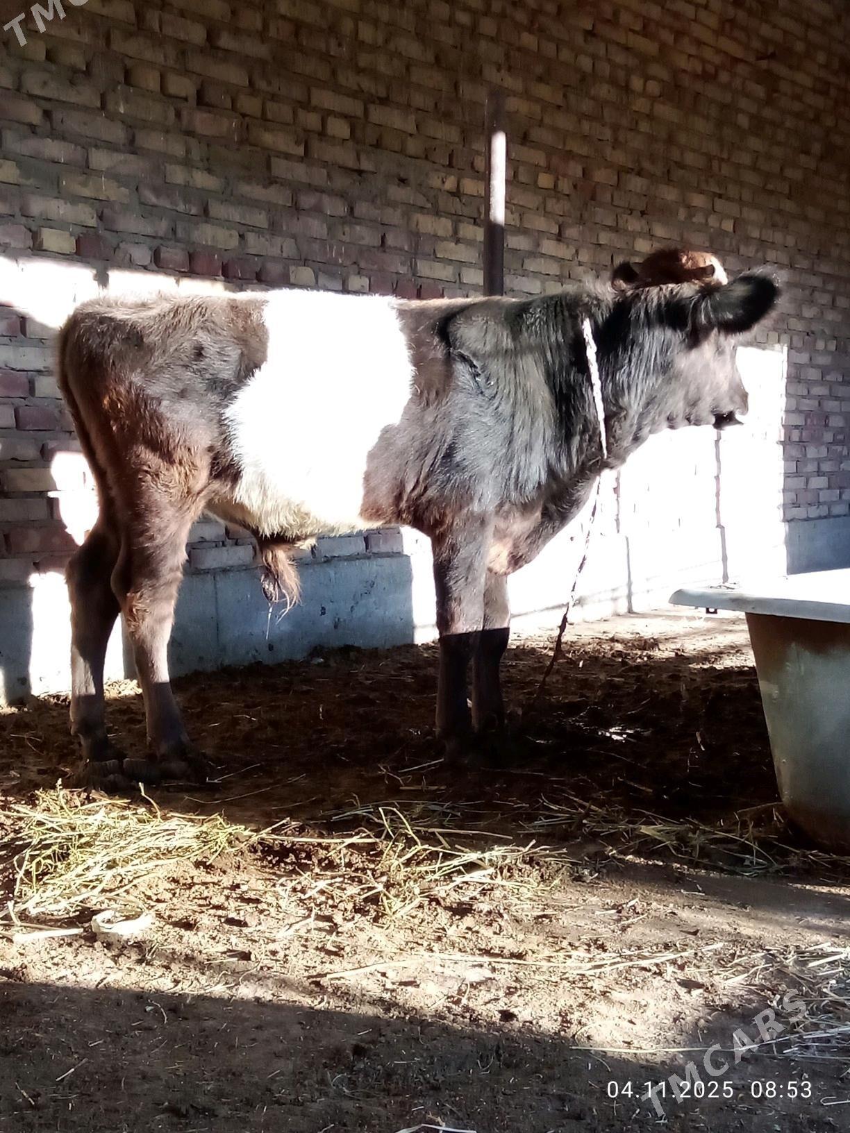 Tohum Öküz Gibrit 8 aýynda - Гёкдепе - img 4