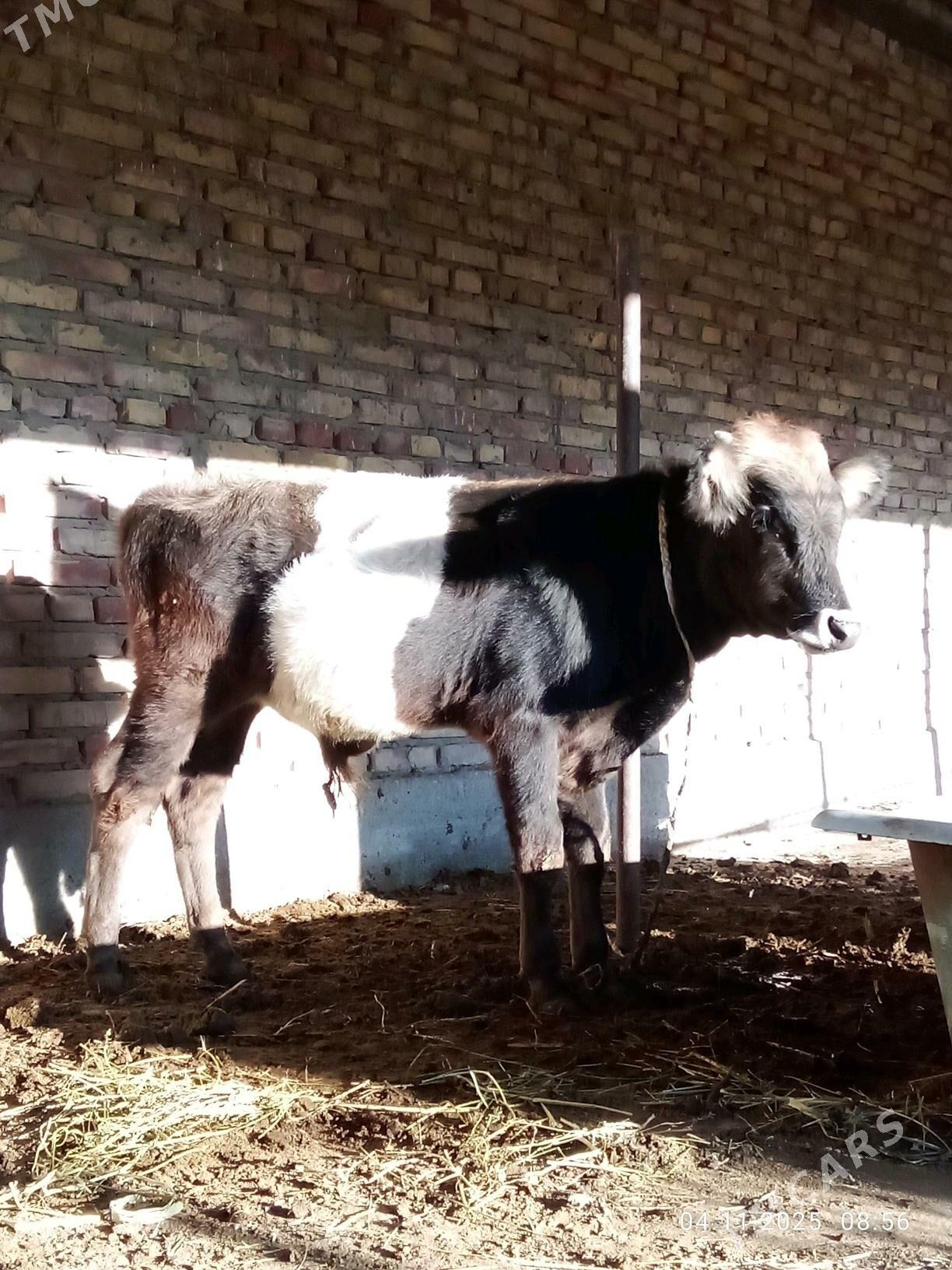 Tohum Öküz Gibrit 8 aýynda - Гёкдепе - img 3