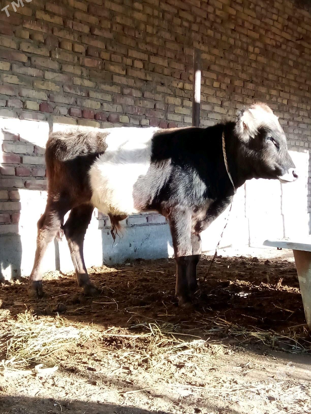 Tohum Öküz Gibrit 8 aýynda - Гёкдепе - img 2