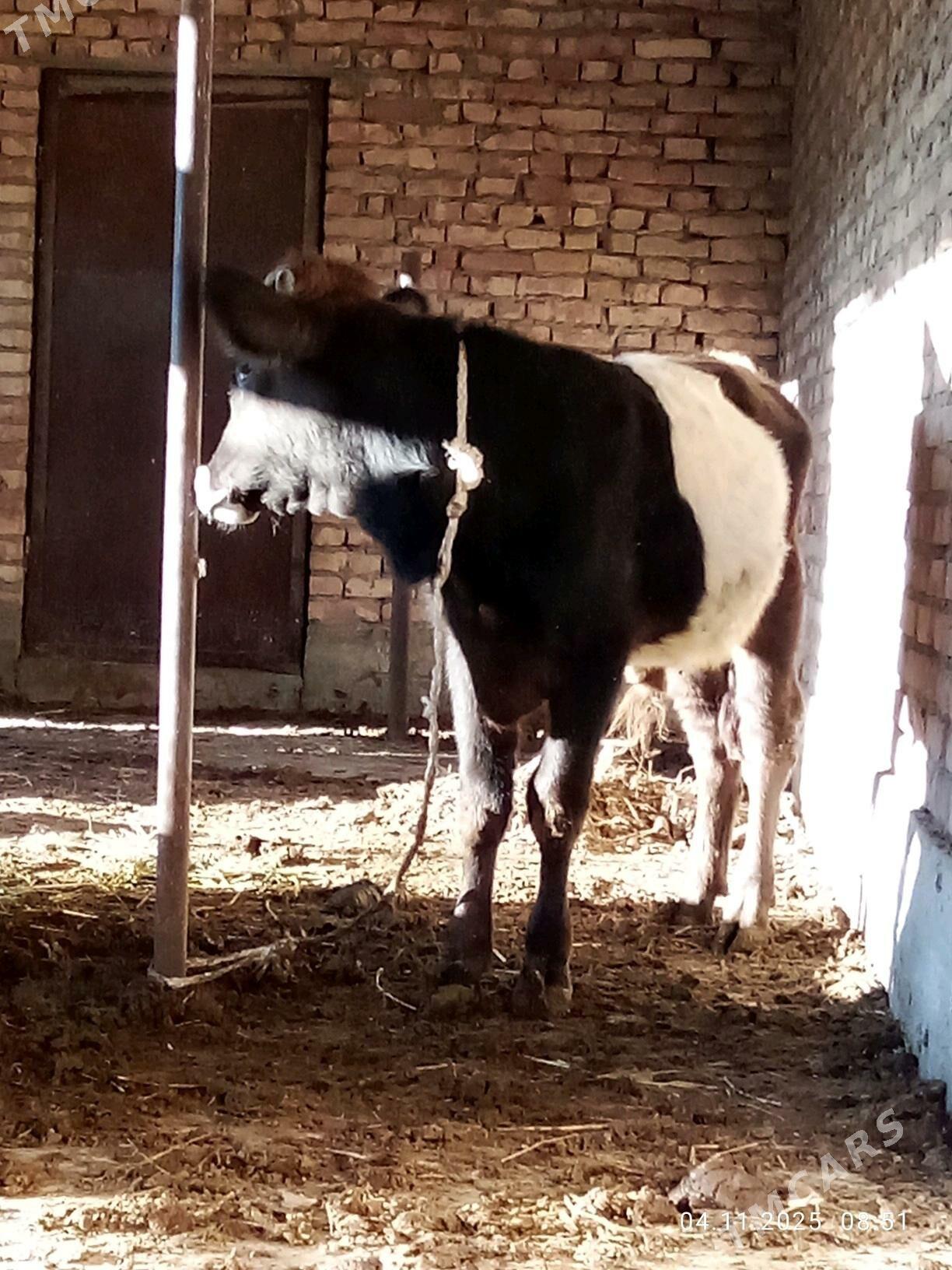 Tohum Öküz Gibrit 8 aýynda - Гёкдепе - img 1