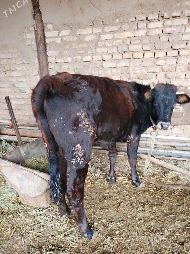 ökiz gulajyn - Мары - img 4