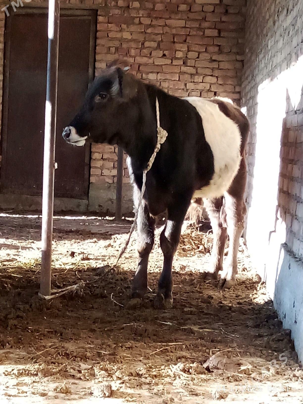 Tohum Öküz Gibrit 8 aýynda - Гёкдепе - img 5