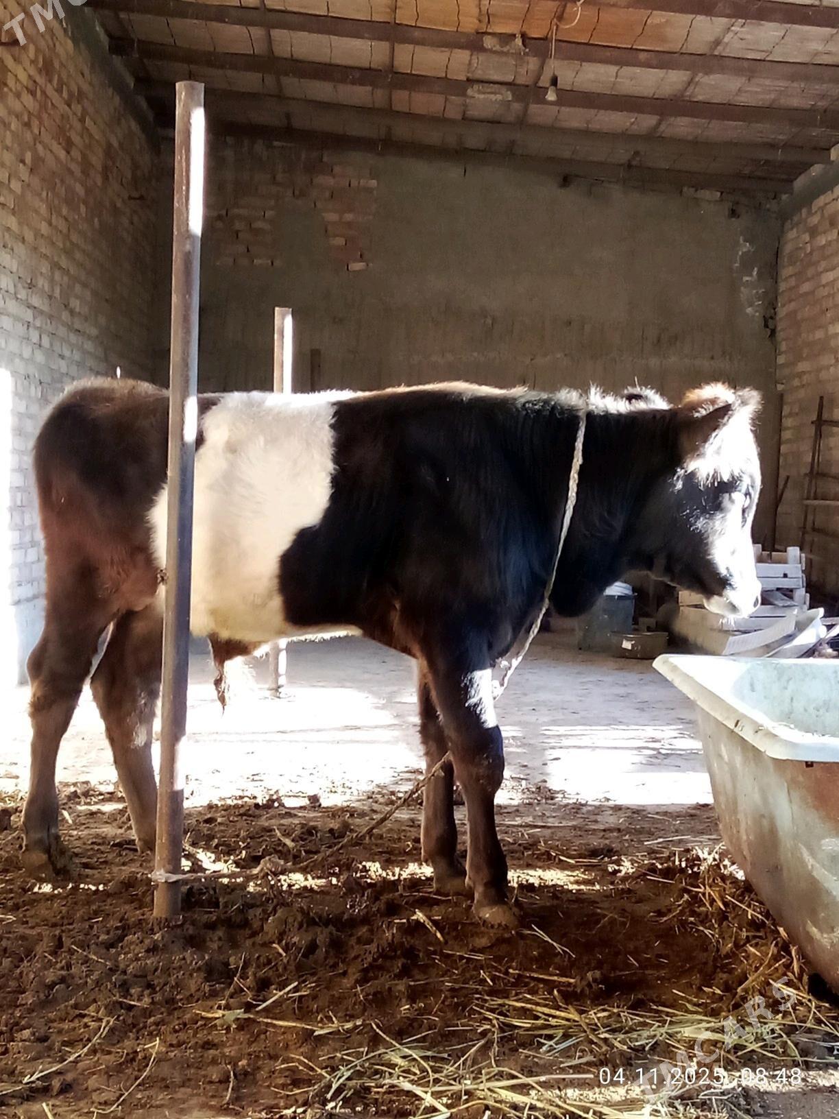 Tohum Öküz Gibrit 8 aýynda - Гёкдепе - img 6