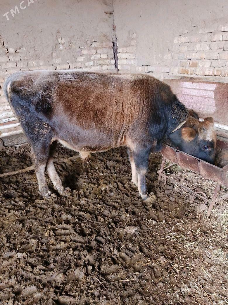 ökiz gulajyn - Мары - img 5