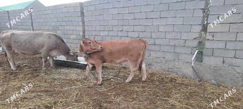 tuwe - Гёкдепе - img 4