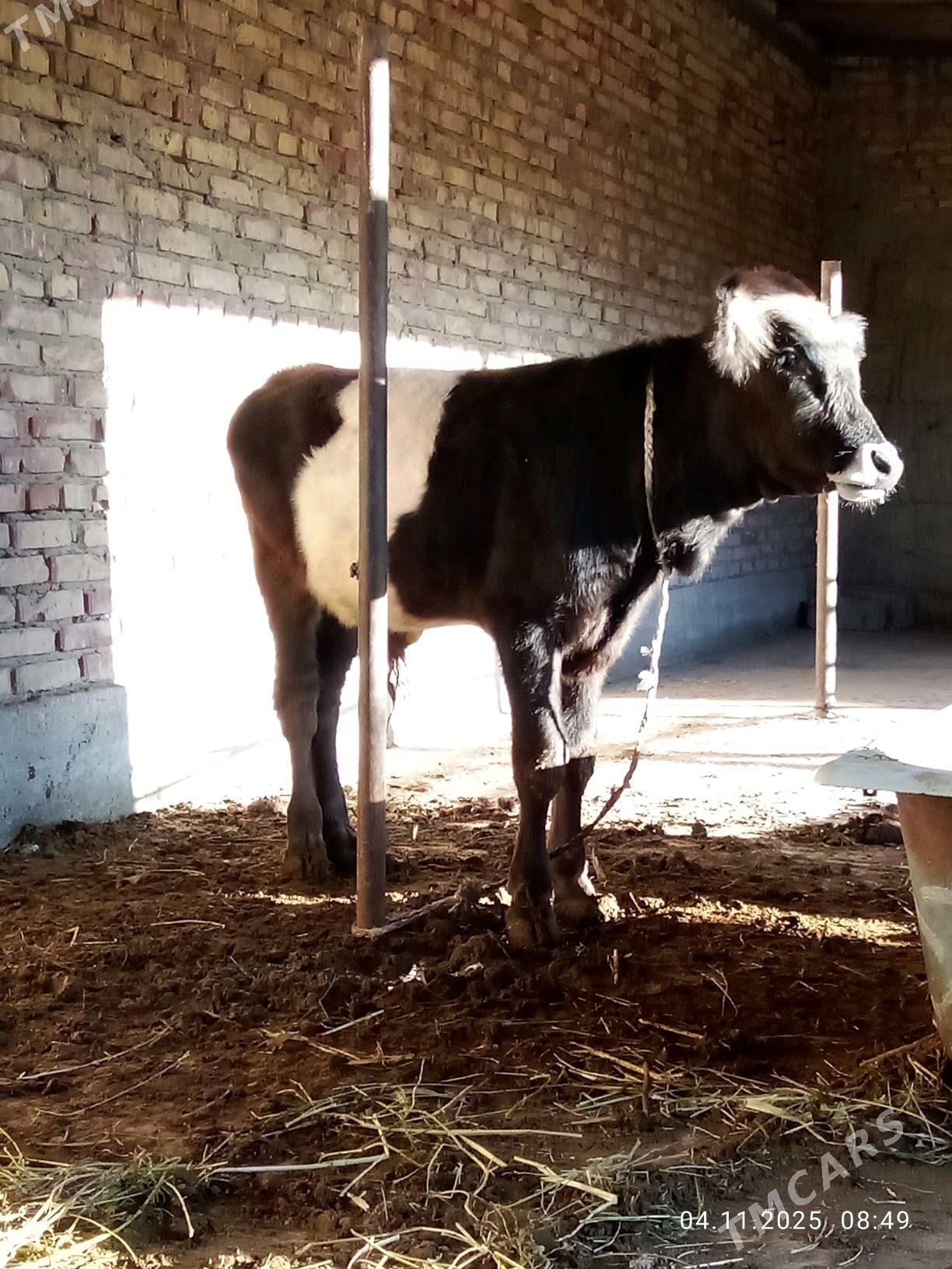 Tohum Öküz Gibrit 8 aýynda - Гёкдепе - img 8