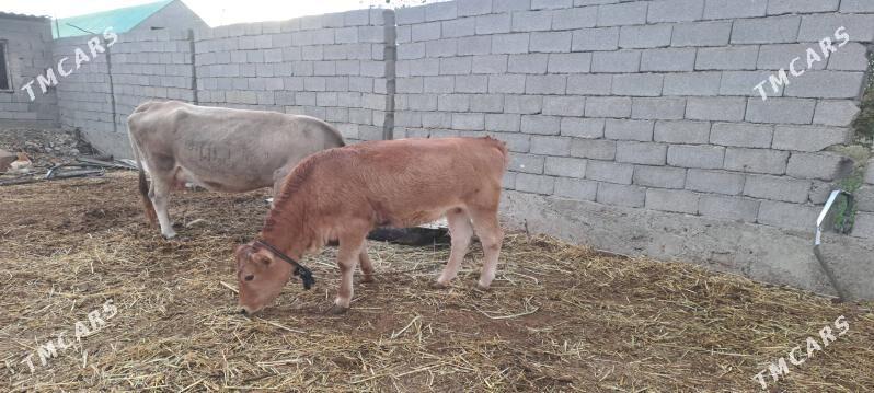 tuwe - Гёкдепе - img 2