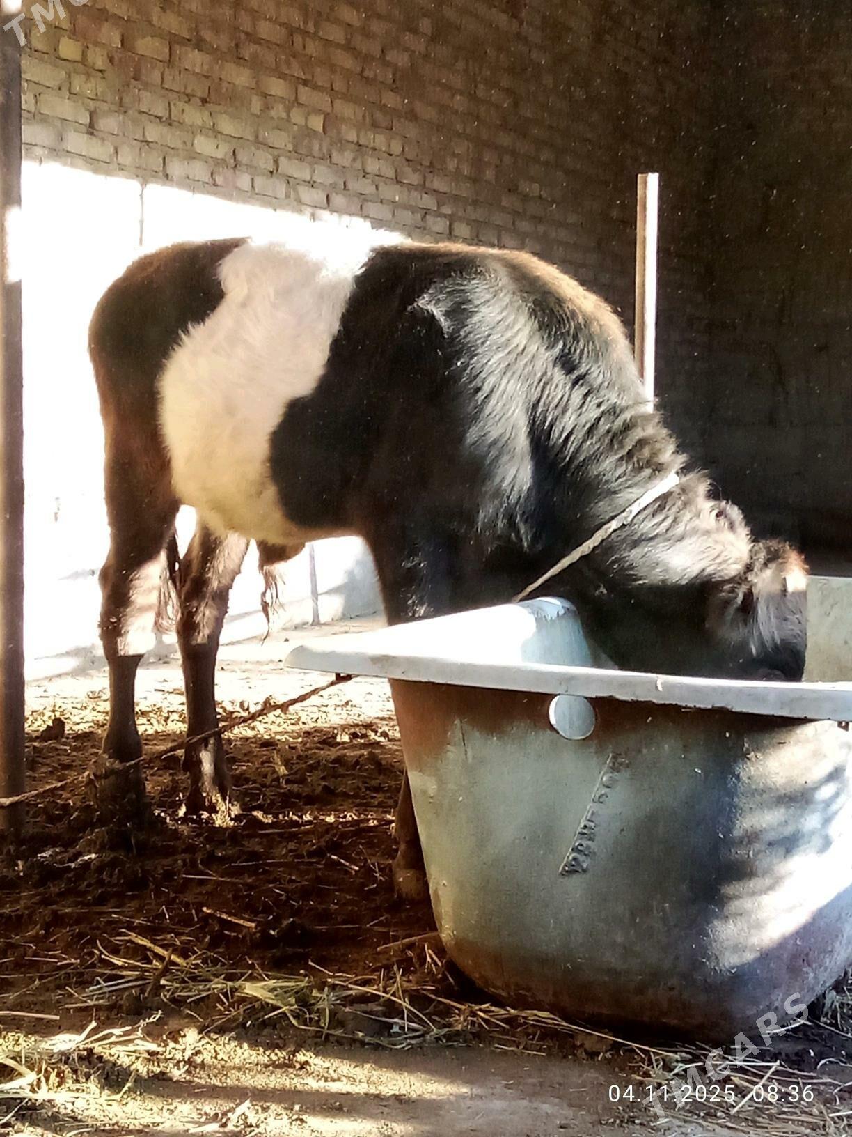 Tohum Öküz Gibrit 8 aýynda - Гёкдепе - img 9