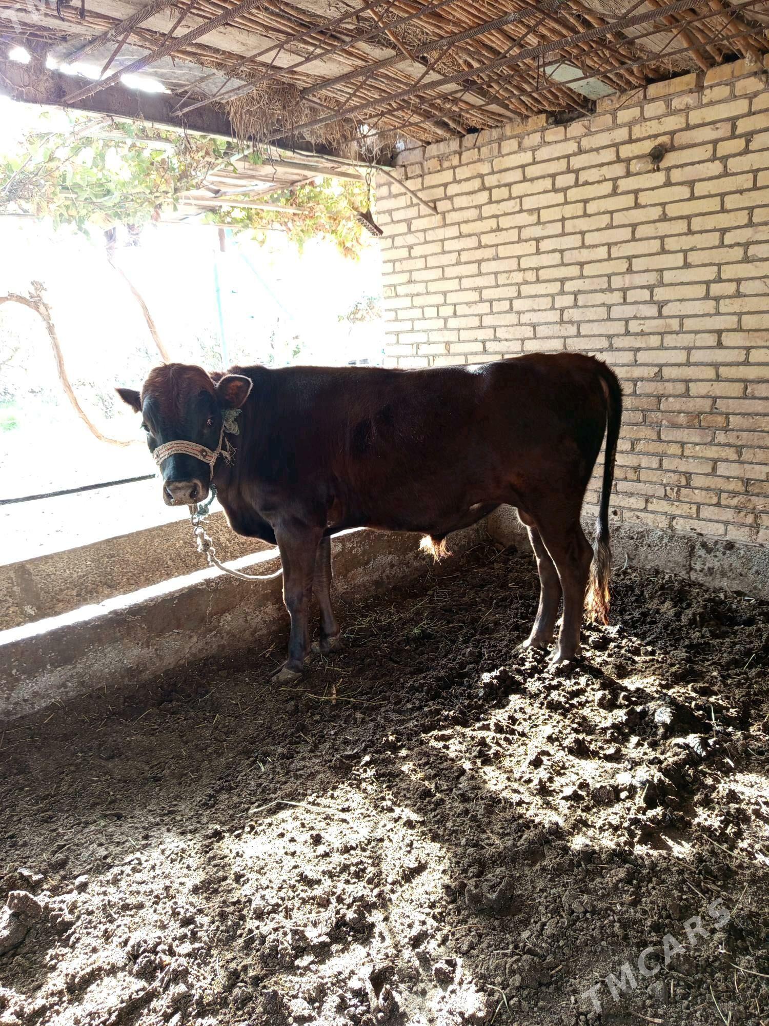 Ökuz - Чарджоу - img 1