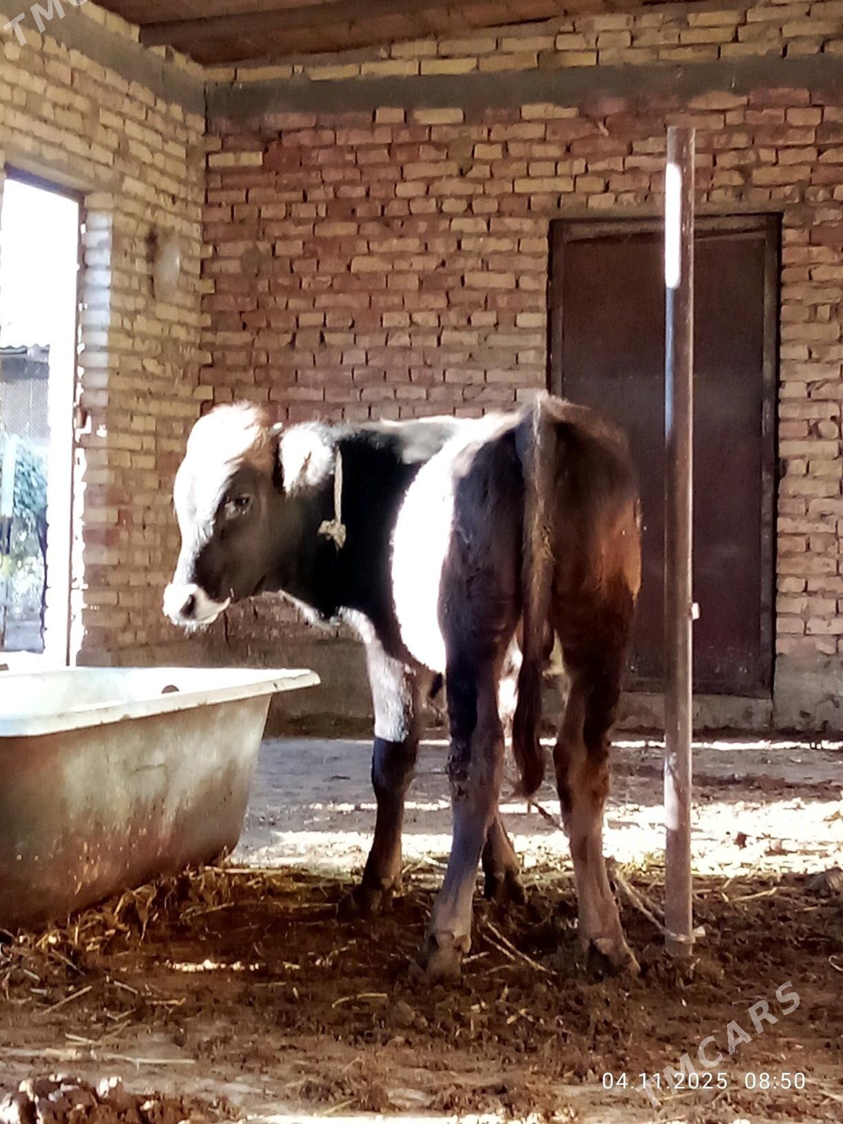 Tohum Öküz Gibrit 8 aýynda - Гёкдепе - img 7