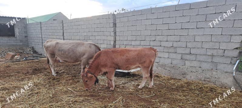 tuwe - Гёкдепе - img 3