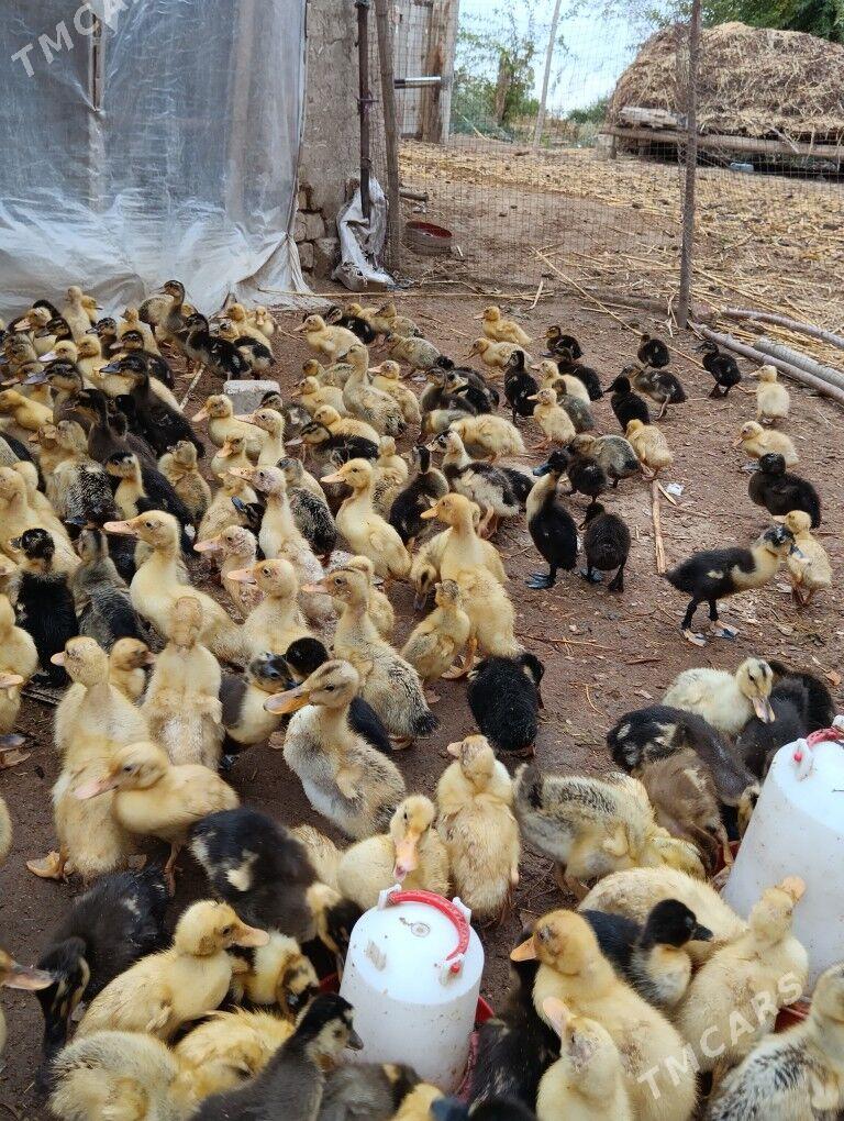 ördek jüýje - Türkmengala - img 3