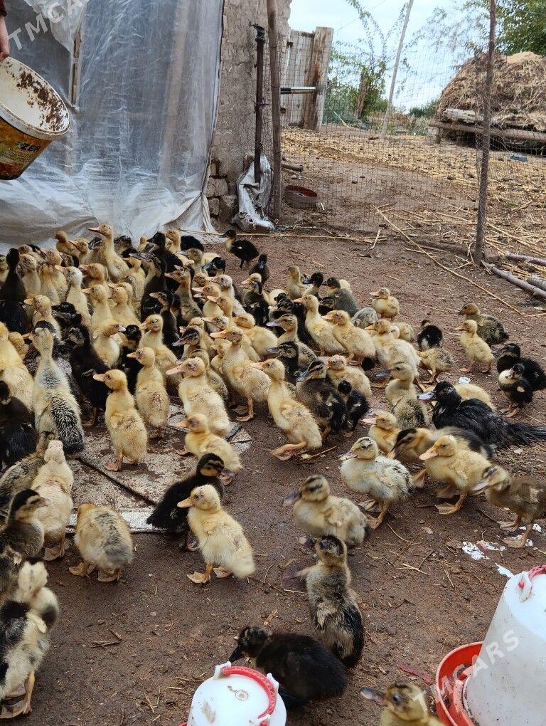 ördek jüýje - Türkmengala - img 4