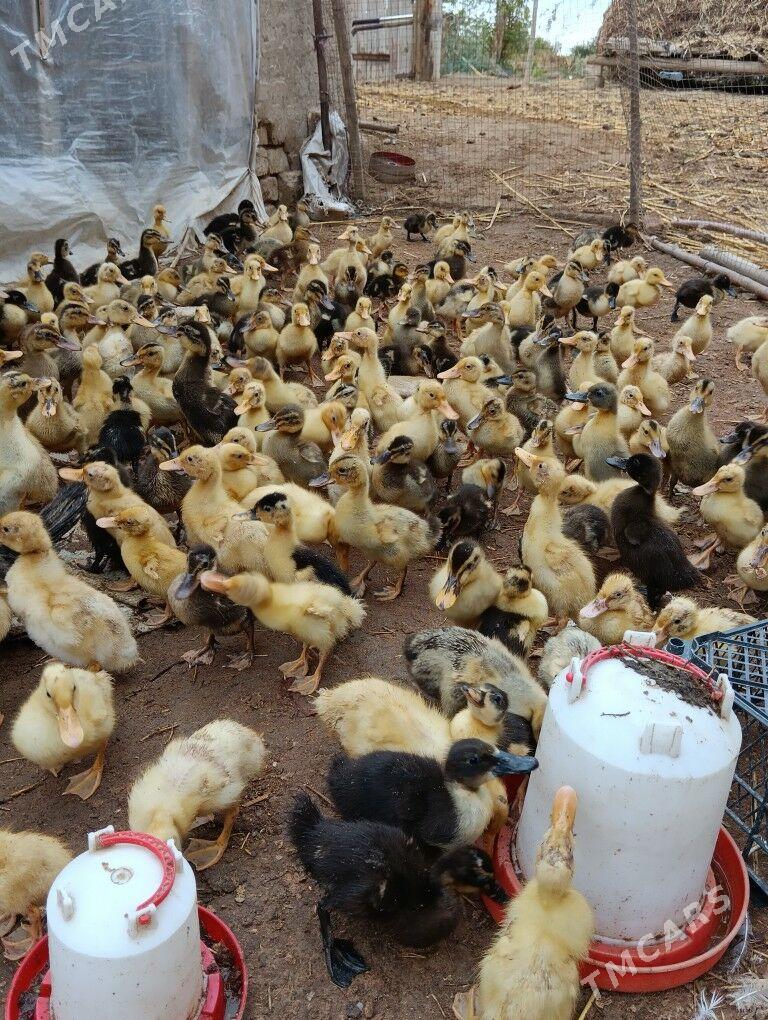 ördek jüýje - Türkmengala - img 2