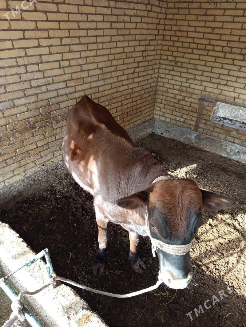 Ökuz - Чарджоу - img 4