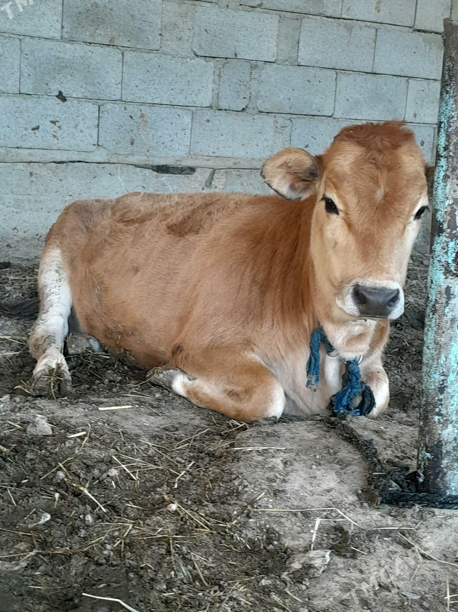 tùweler - Бахарден - img 2