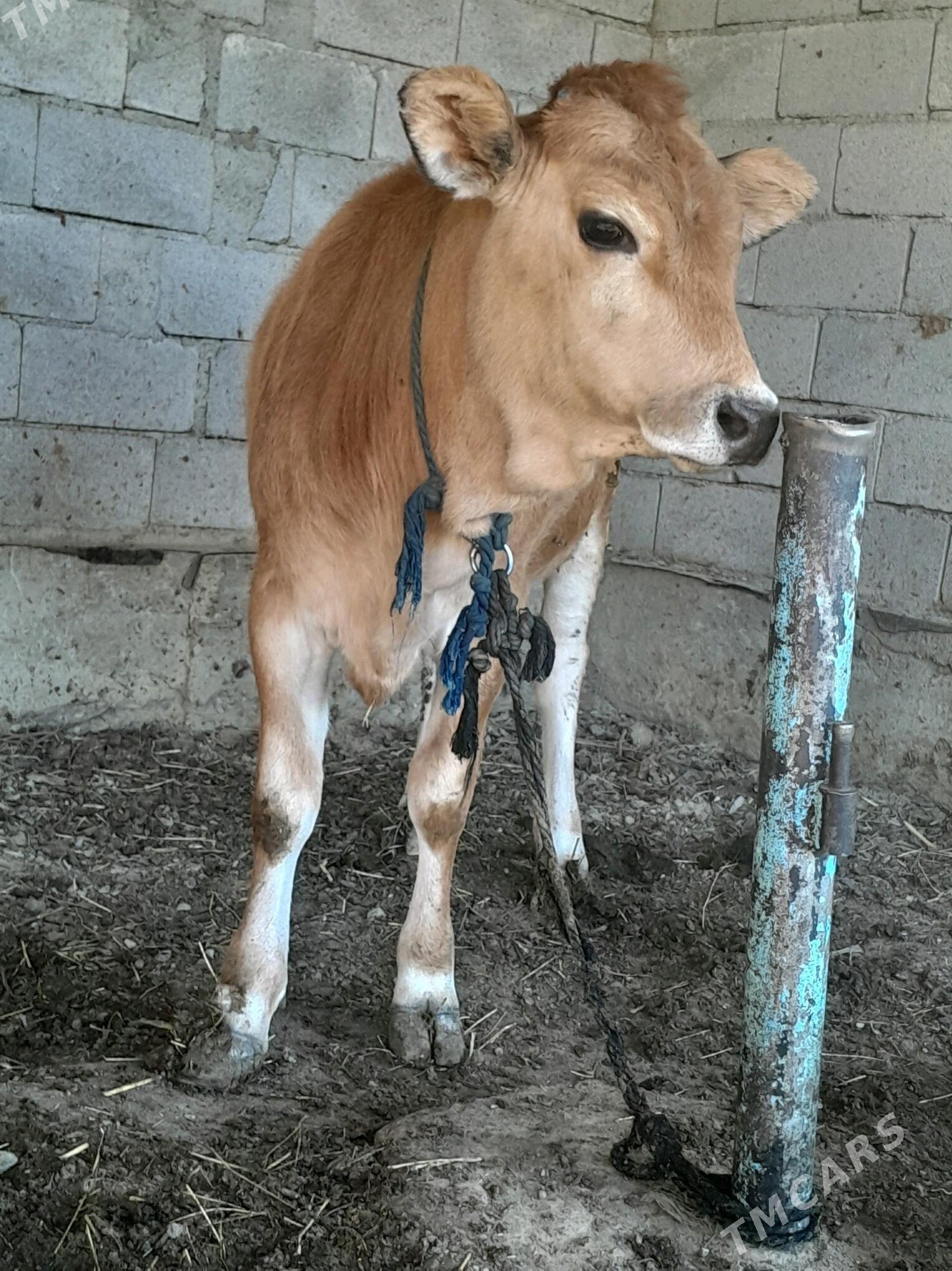 tùweler - Бахарден - img 1