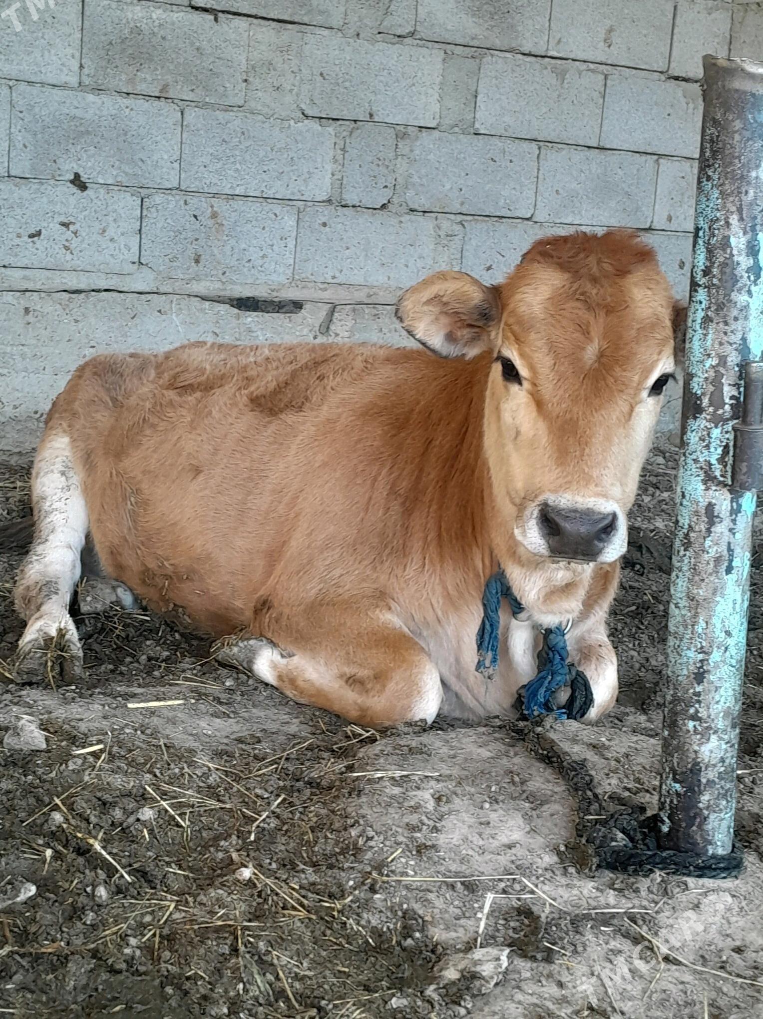 tùweler - Бахарден - img 3