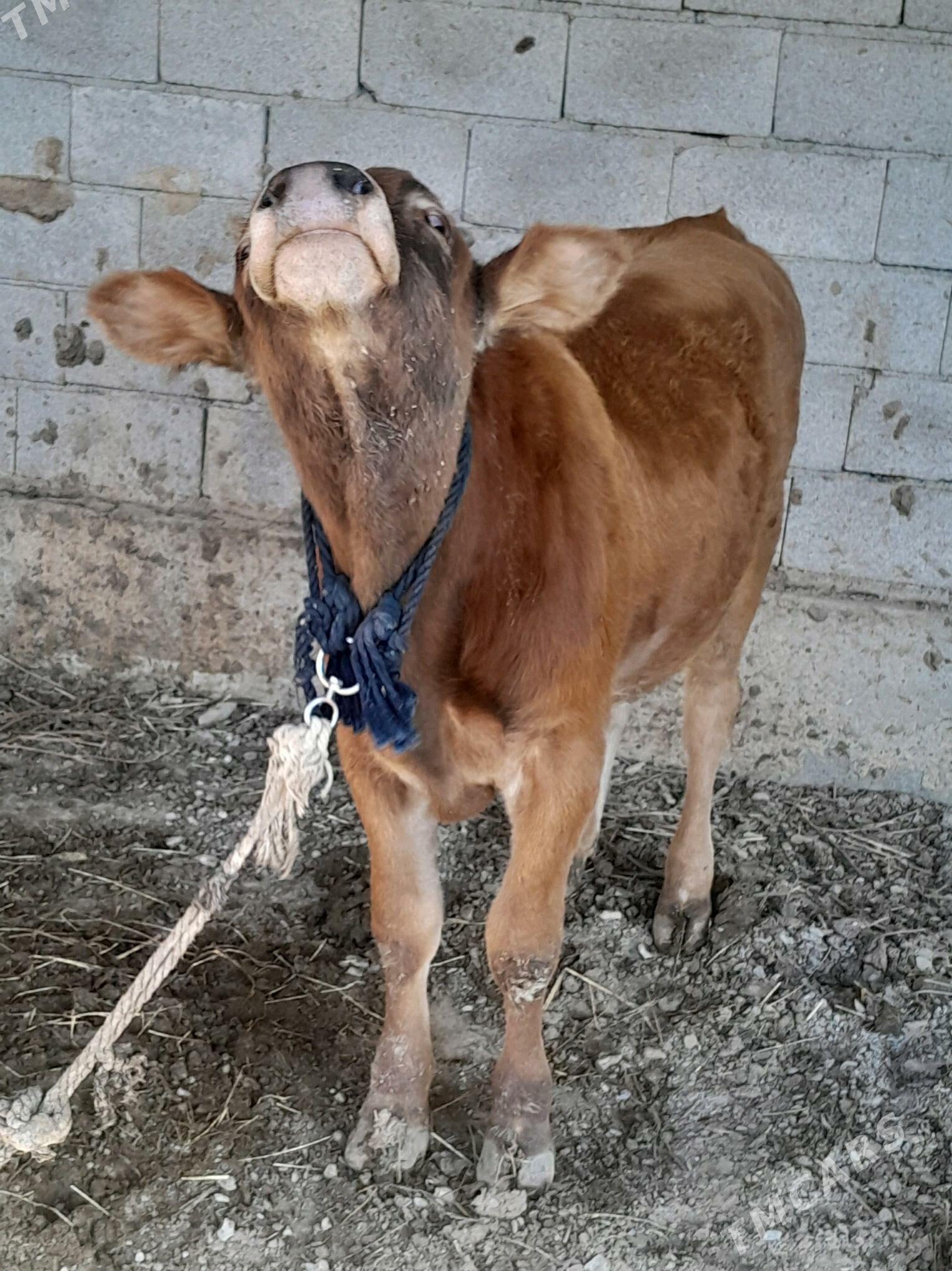 ökùzler. - Бахарден - img 1