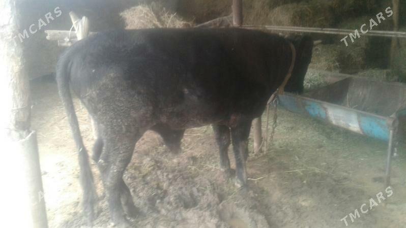 öküz - Сакарчага - img 2