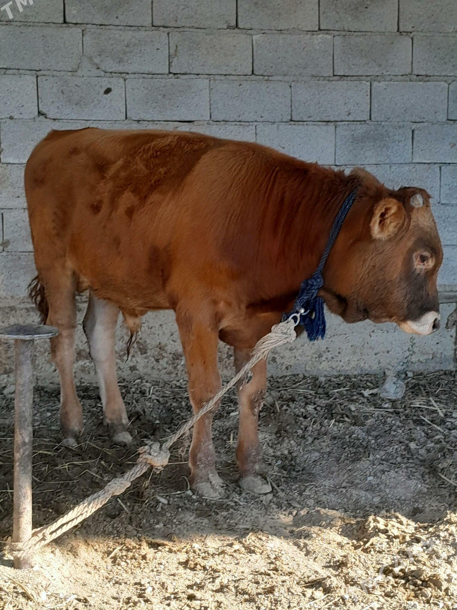 ökùzler. - Бахарден - img 2