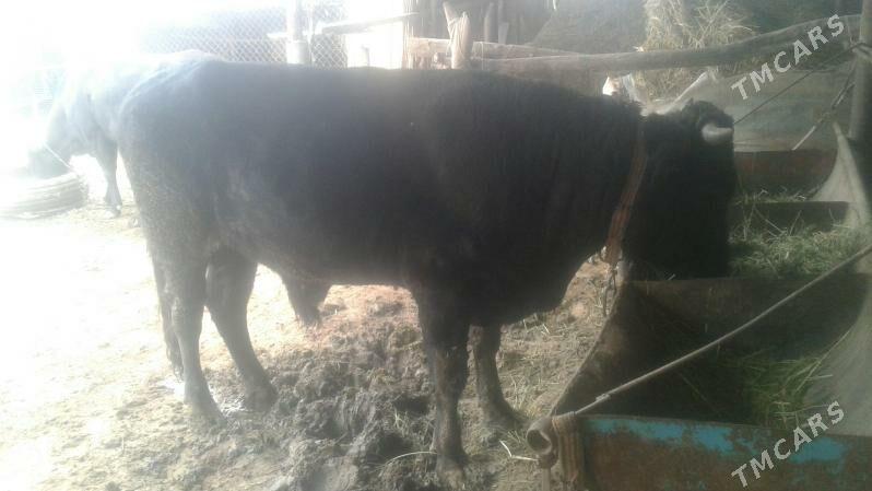 öküz - Сакарчага - img 1