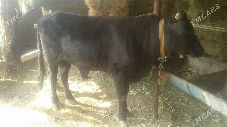 öküz - Сакарчага - img 4