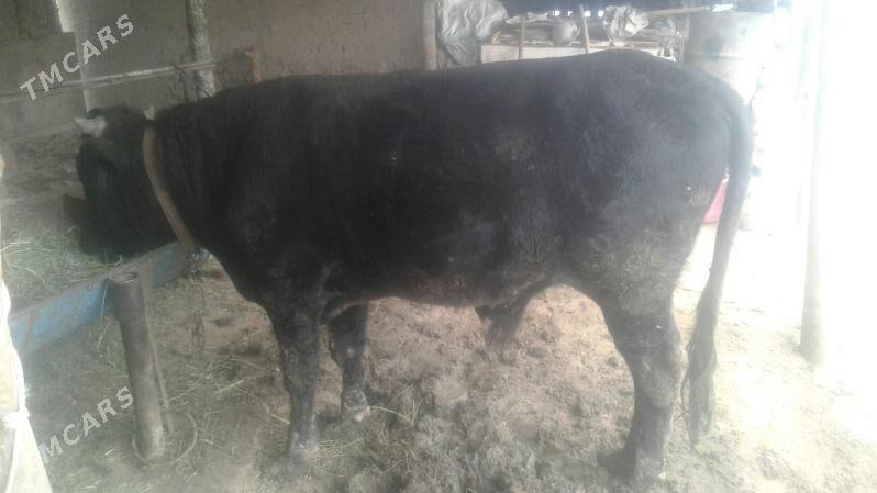 öküz - Сакарчага - img 3