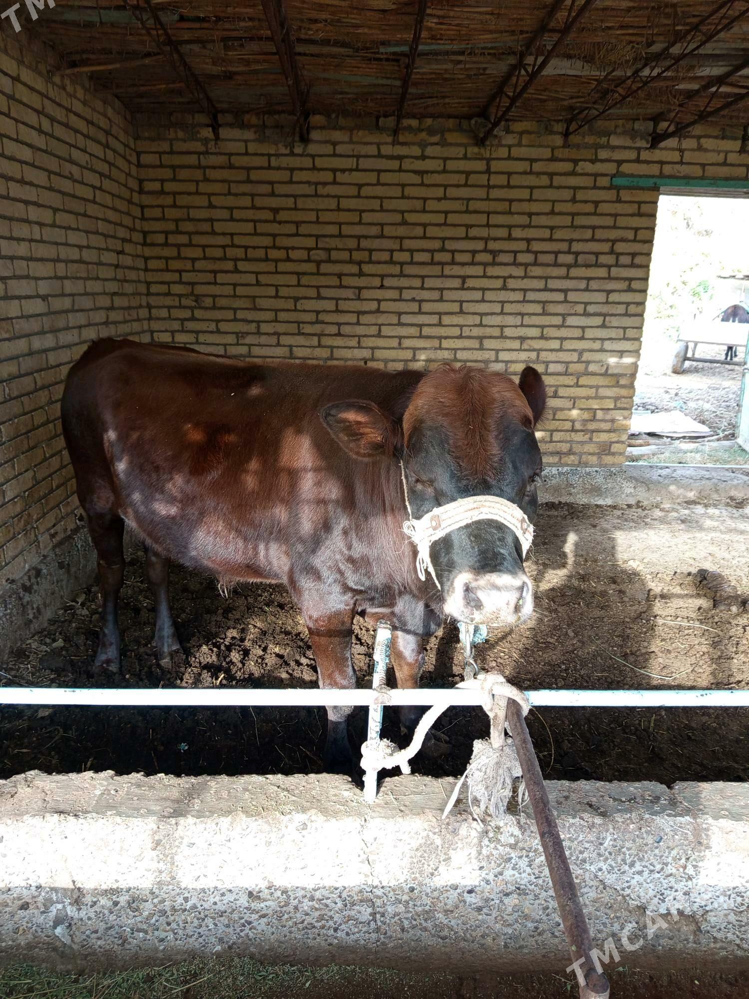 Ökuz - Чарджоу - img 3