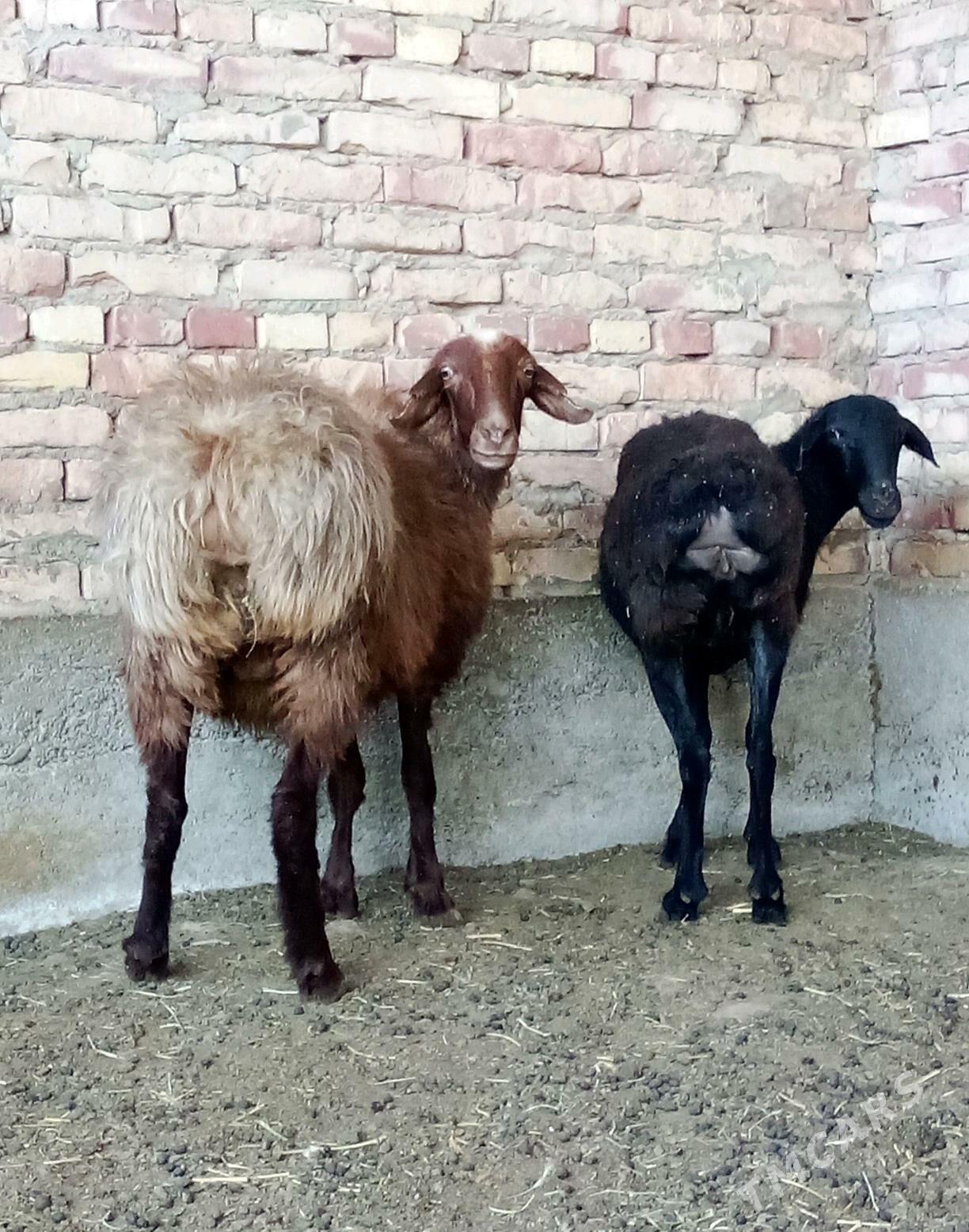 Goýunlar Gissar 2 sanak - Gökdepe - img 3