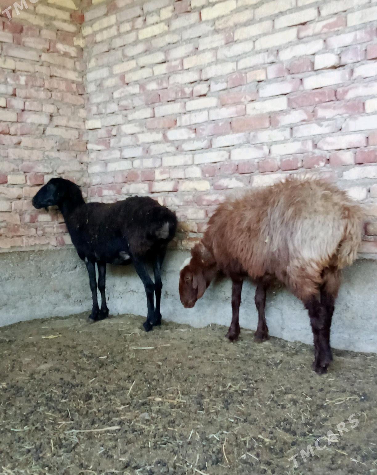 Goýunlar Gissar 2 sanak - Gökdepe - img 2