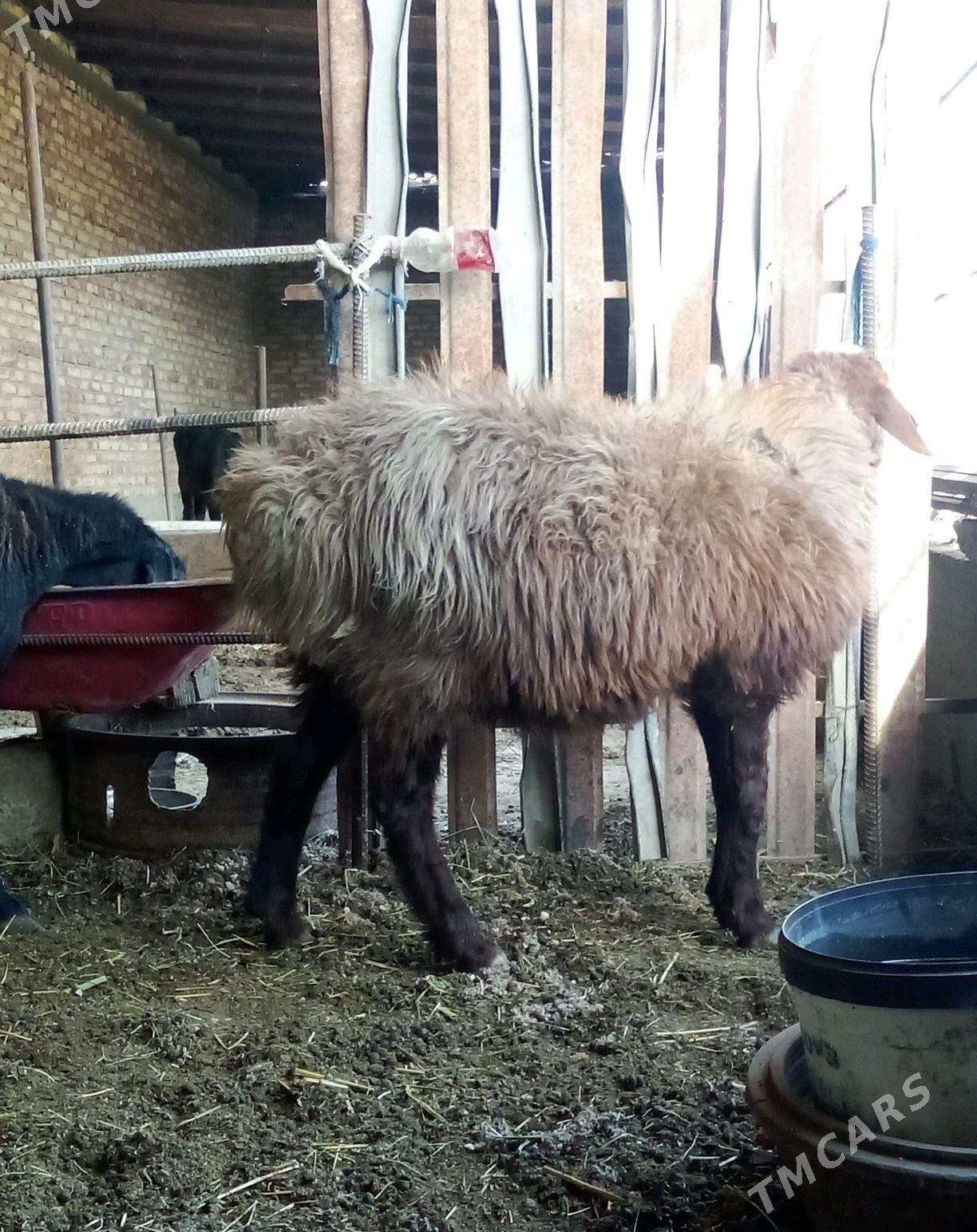 Goýunlar Gissar 2 sanak - Gökdepe - img 4