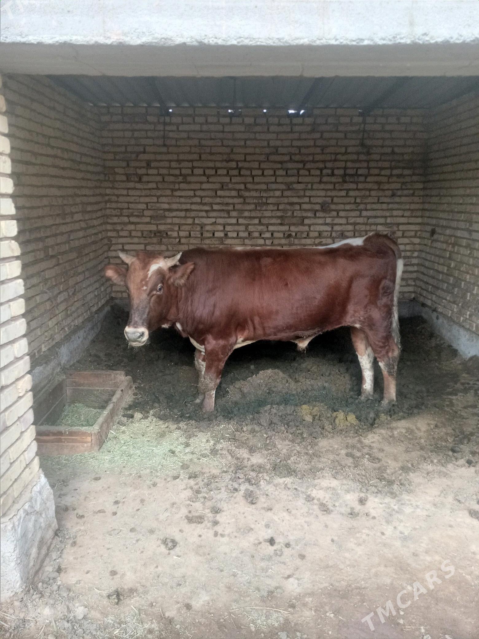 Ökiz - Бабадайхан - img 1