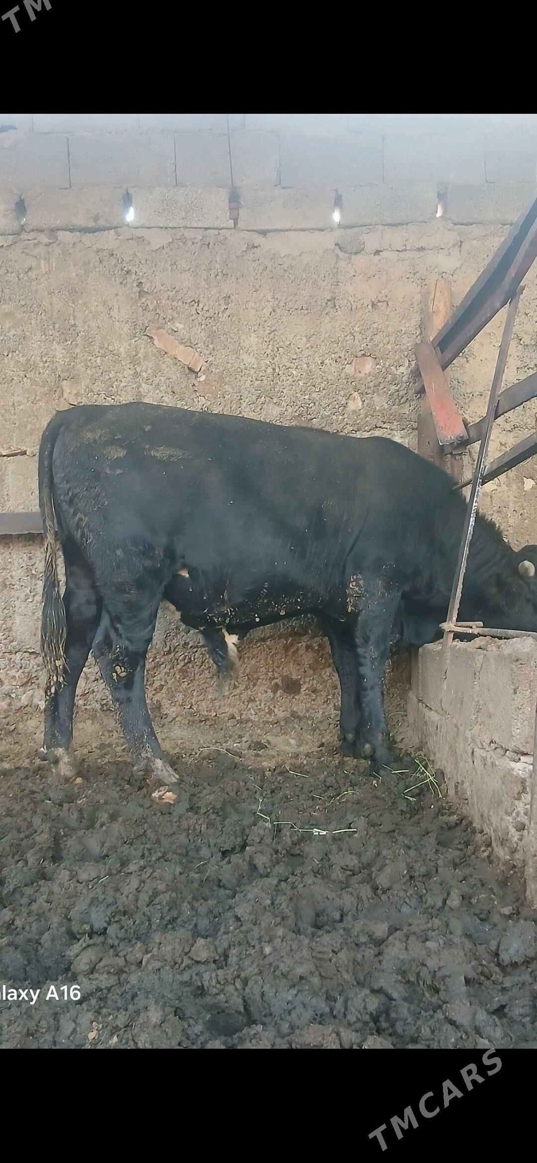 okuz - Ашхабад - img 2