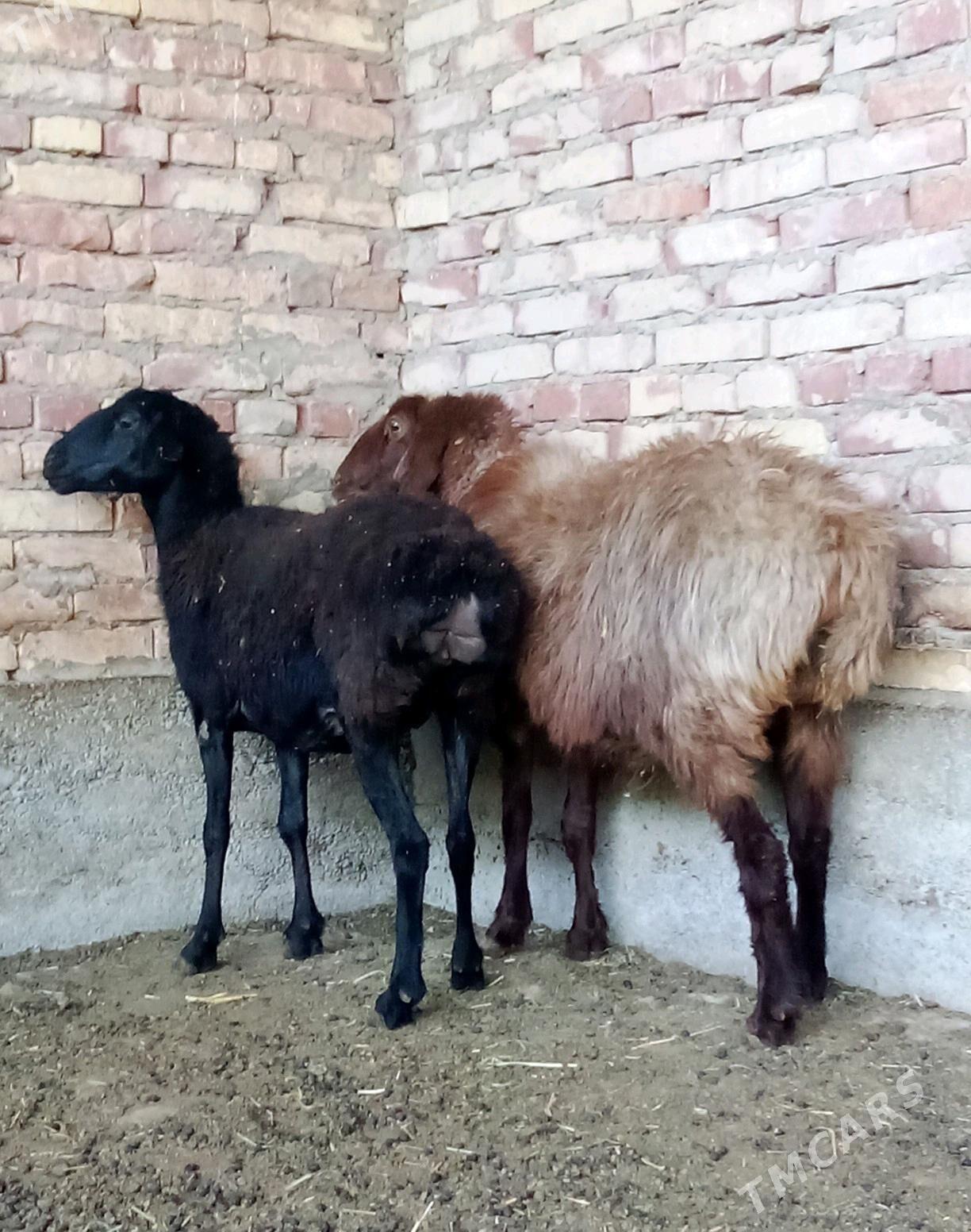 Goýunlar Gissar 2 sanak - Gökdepe - img 6