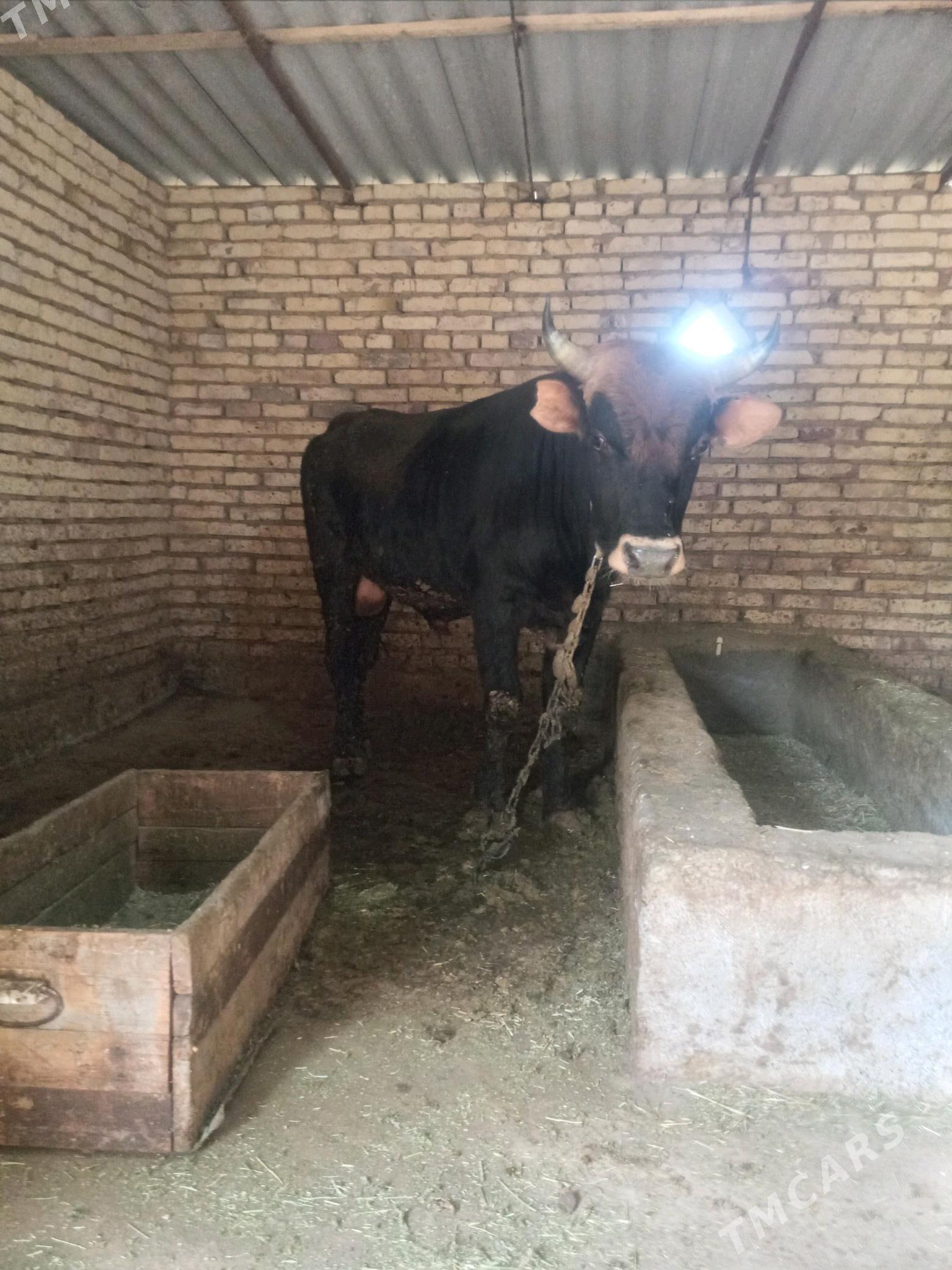 Ökiz - Бабадайхан - img 2