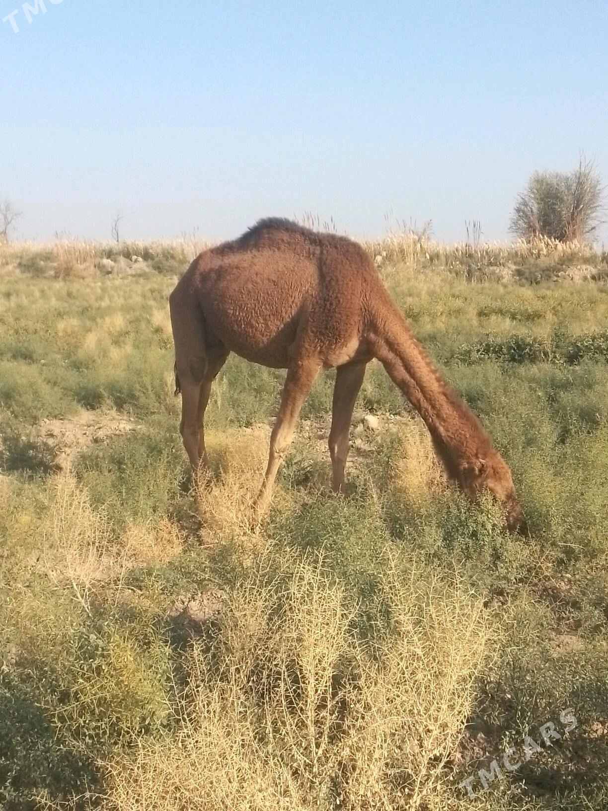 Kosekli duye - Murgap - img 2