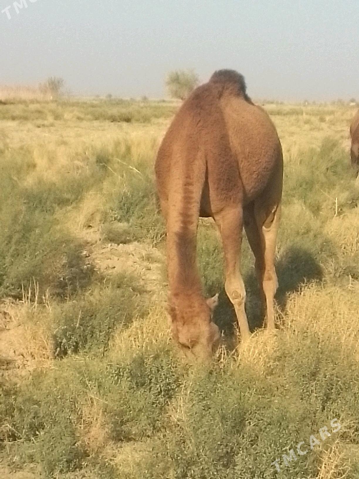 Kosekli duye - Murgap - img 4