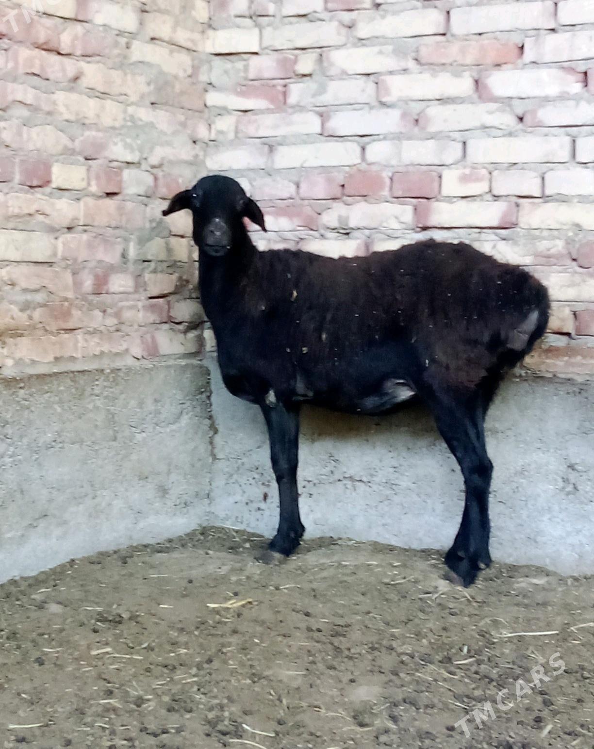 Goýunlar Gissar 2 sanak - Gökdepe - img 9