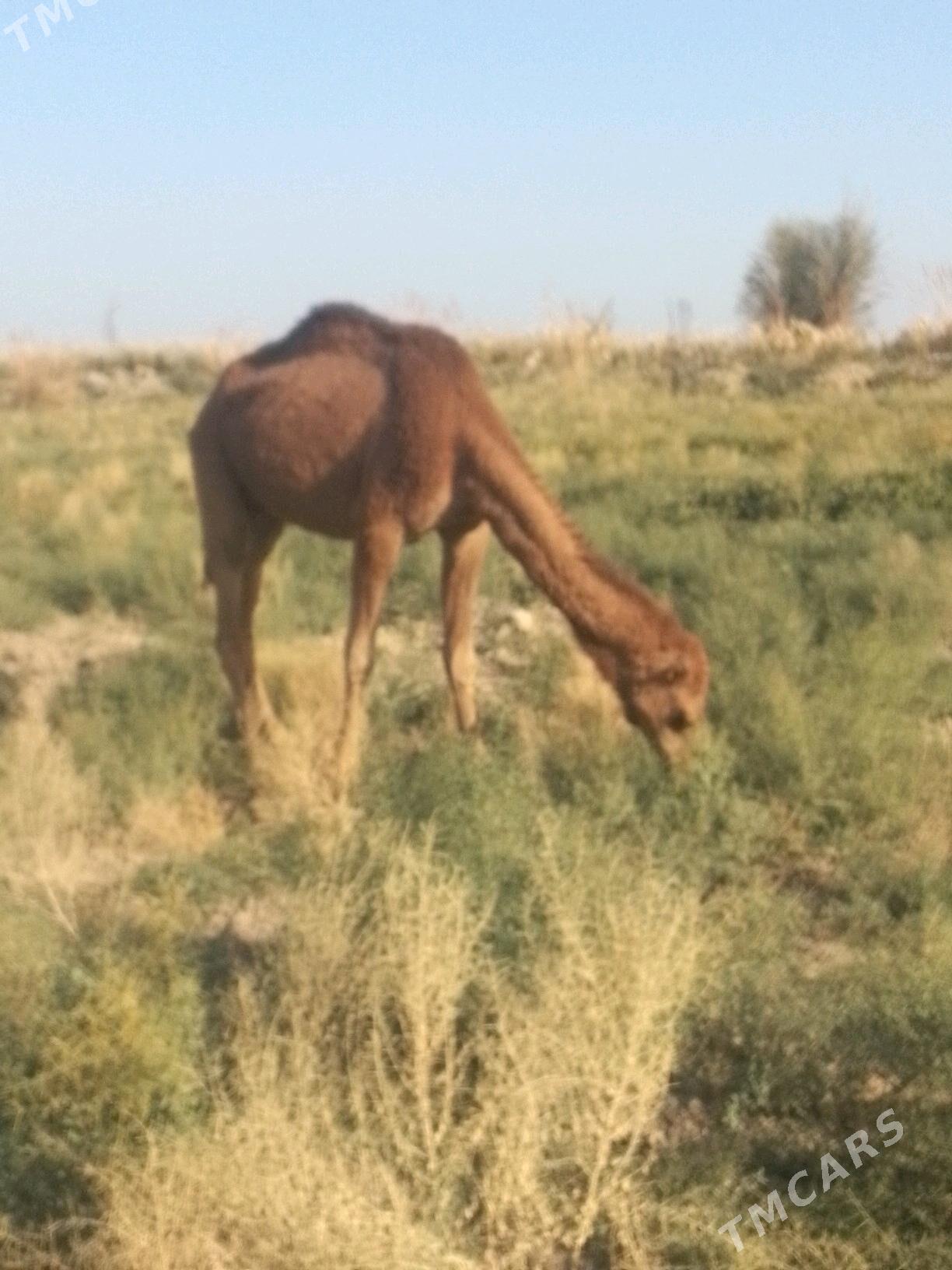 Kosekli duye - Murgap - img 3