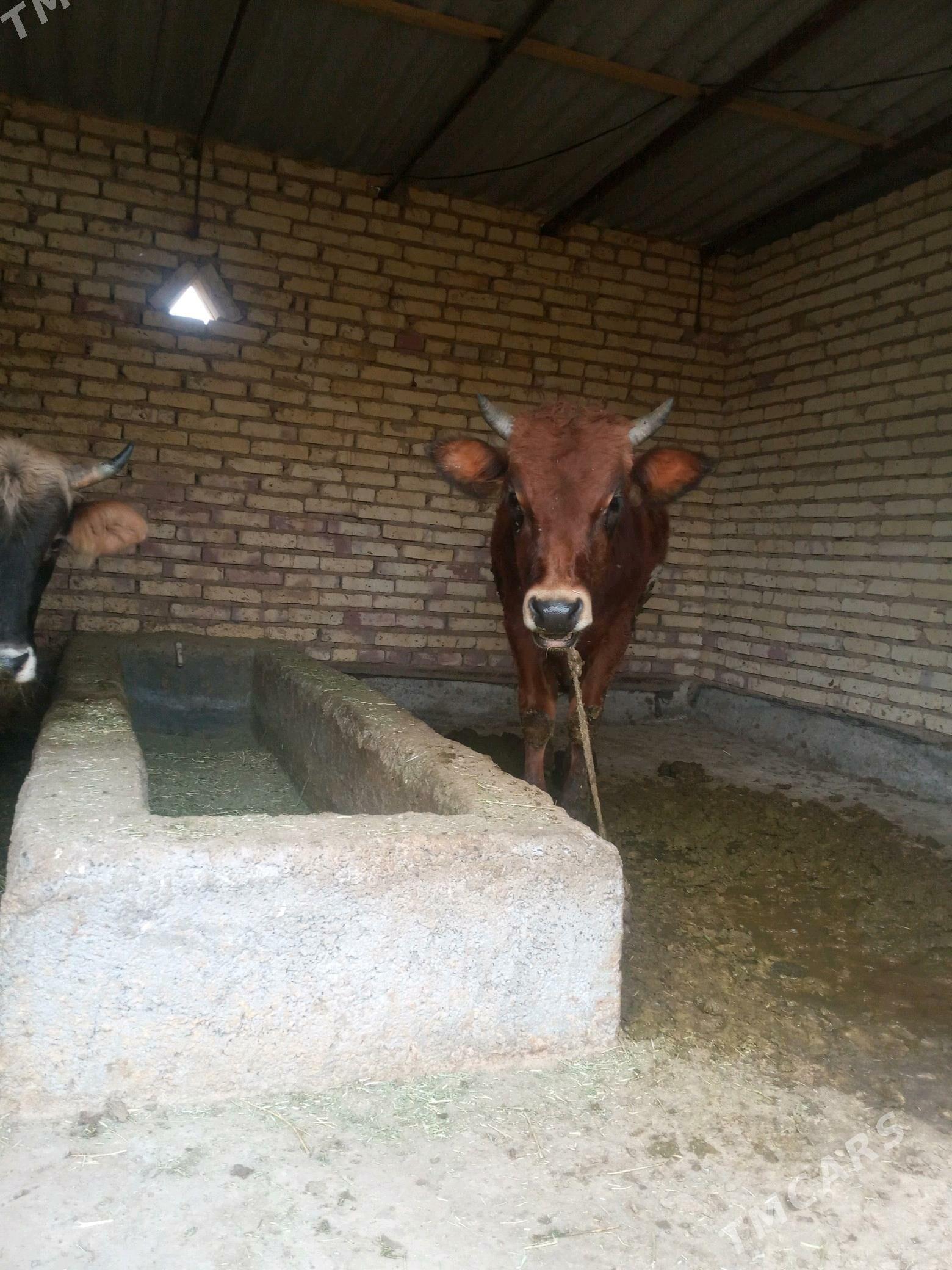 Ökiz - Бабадайхан - img 4