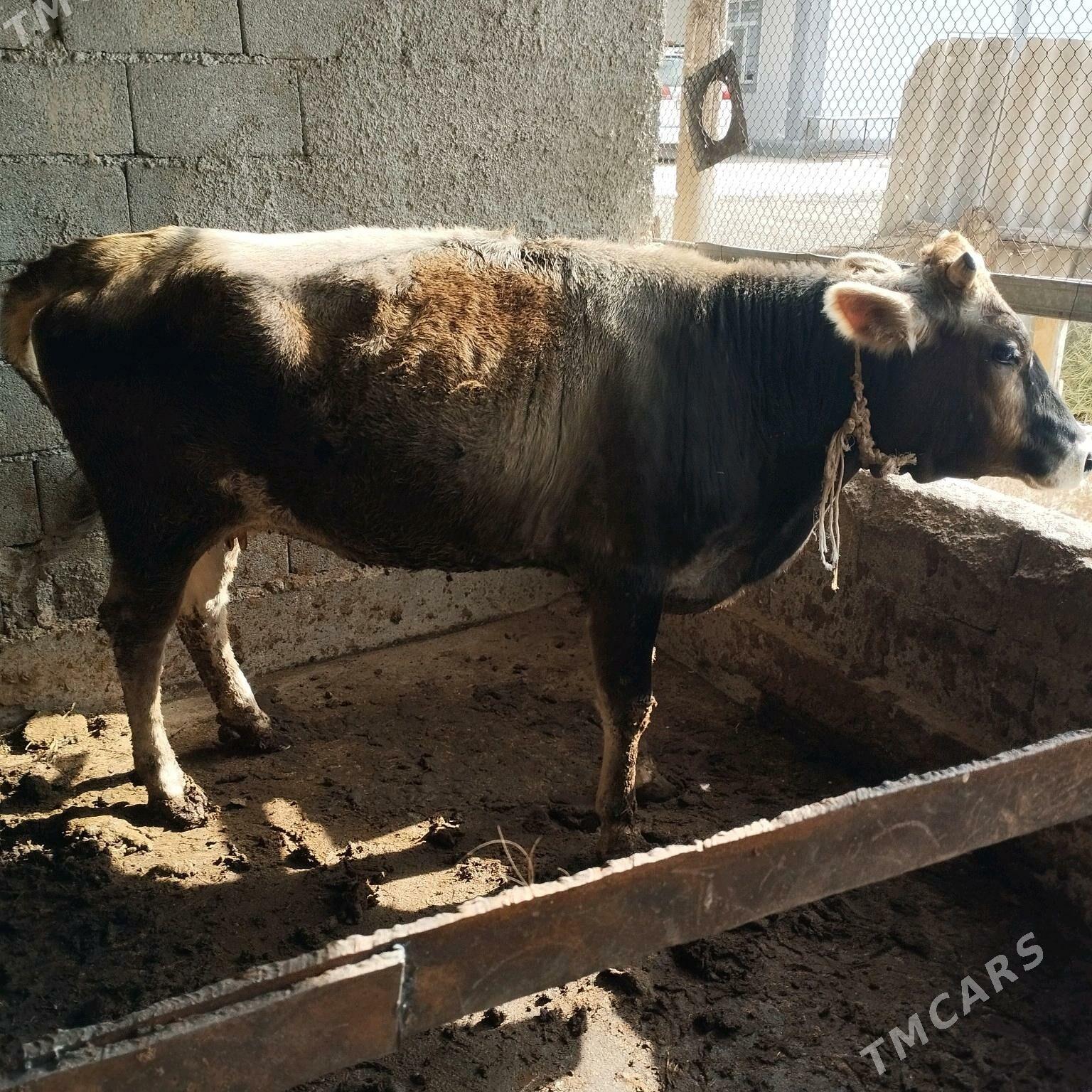 byr guzlan sygyr - Гёкдепе - img 1