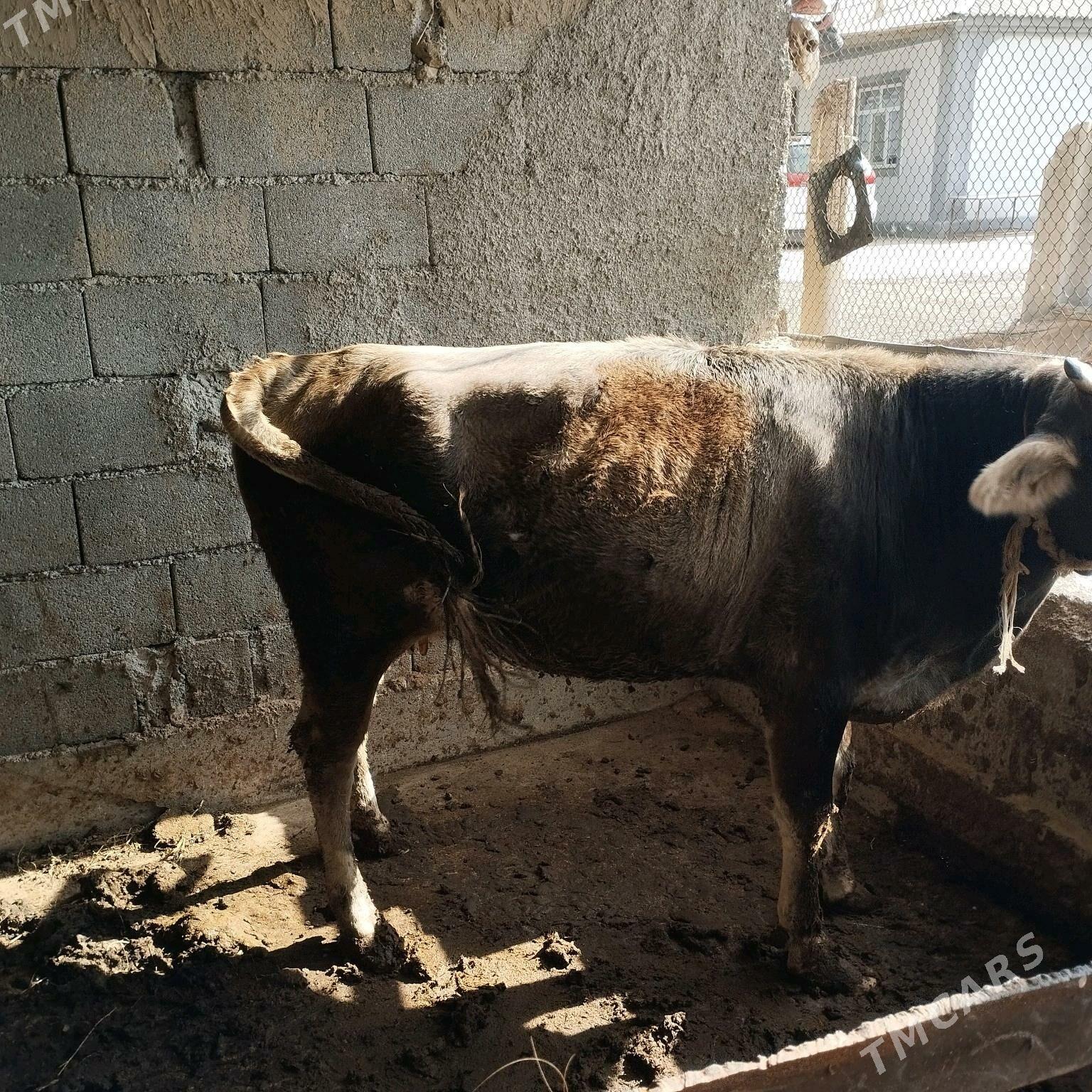 byr guzlan sygyr - Гёкдепе - img 2