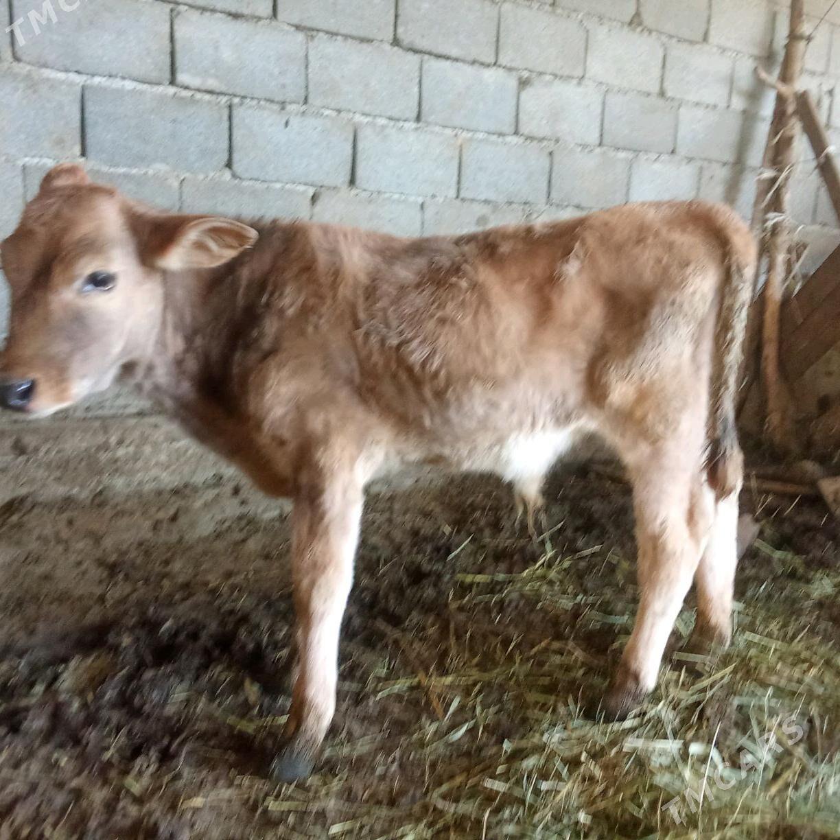 okay - Бахарден - img 2