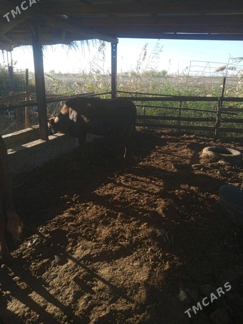 okuz unajyn - Dänew - img 2