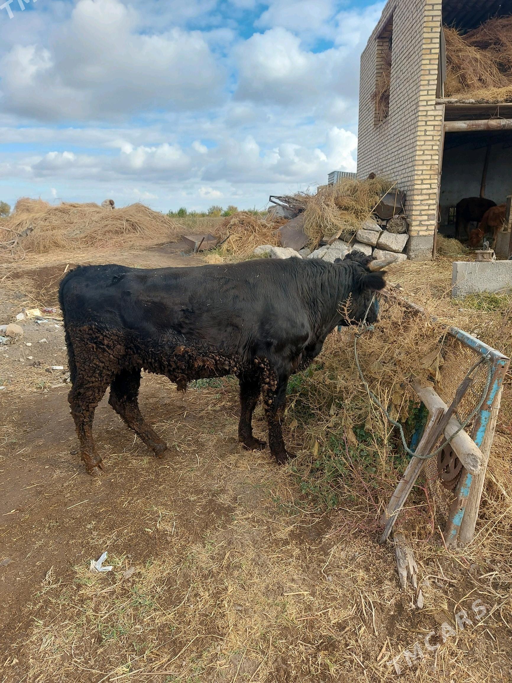 okuz - Туркменабат - img 1