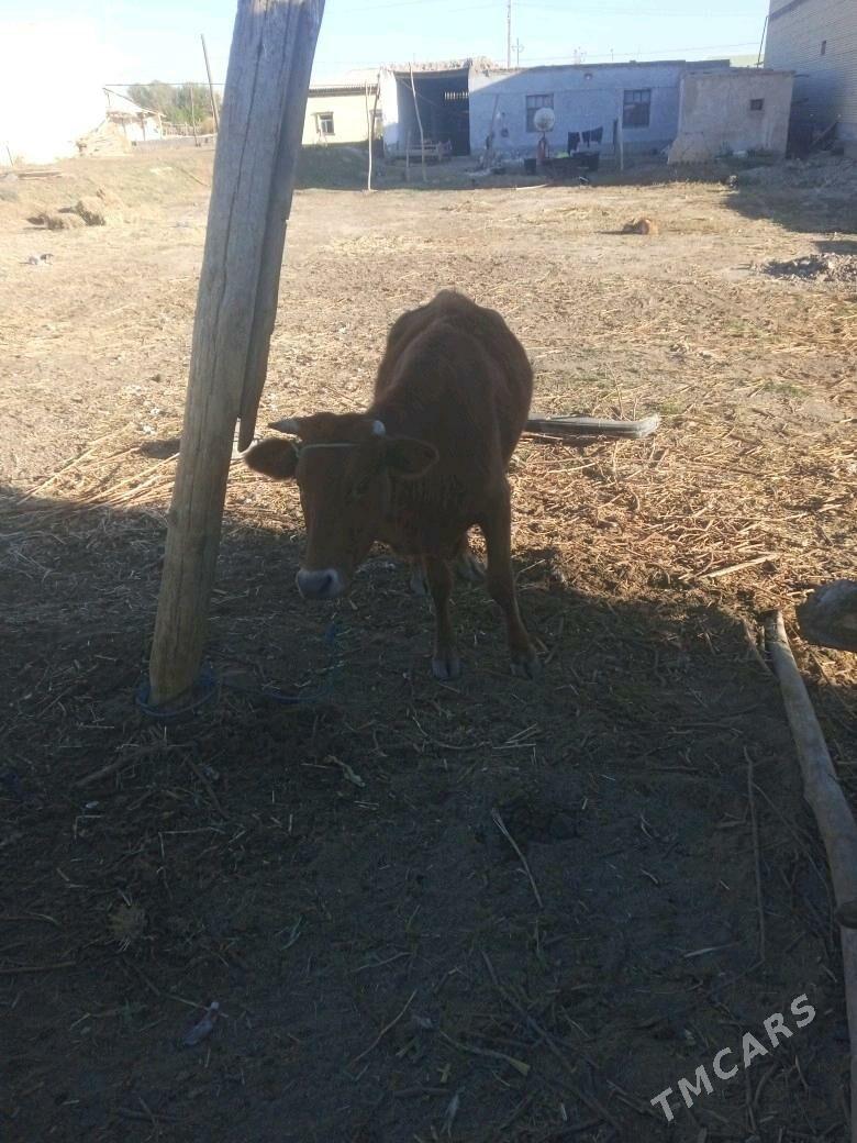 okuz unajyn - Dänew - img 3