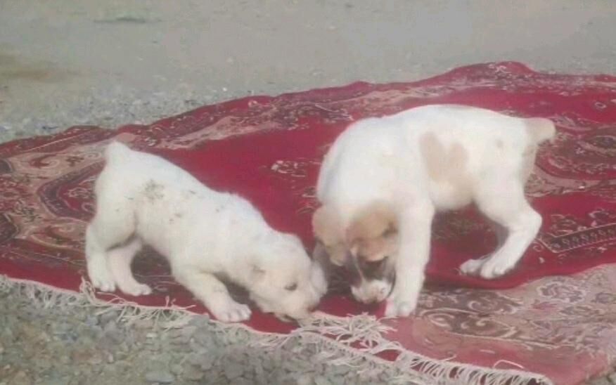 Гаплан. - Гызыларбат - img 2