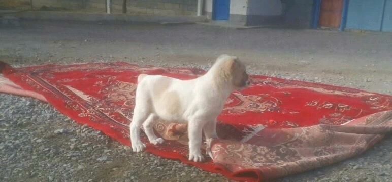 Гаплан. - Гызыларбат - img 3